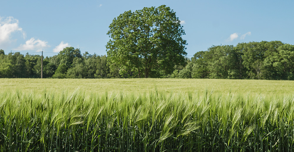 sustainable-beer-blog-banner.jpg